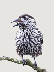 Eurasian nutcracker (Nucifraga caryocatactes)