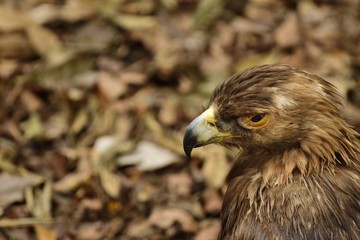 Profile of a American Golden Eagle in Florida