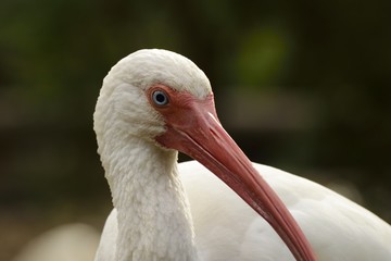 Profile of a White Ibis in Florida