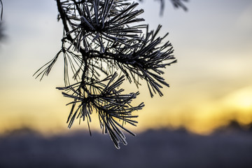 Zweige eines Nadelbaumes mit gefrorenem Reif an einem Wintermorgen im Sonnenaufgang