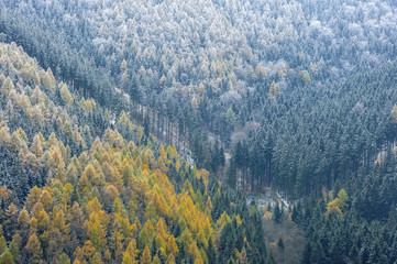 Las jesienno-zimowy © Grzegorz Polak