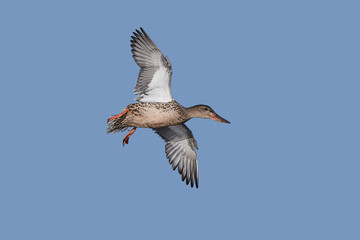 Northern shoveler (Anas clypeata)