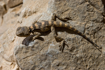 Agama pallida (Trapelus pallidus)