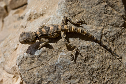 Agama pallida (Trapelus pallidus)