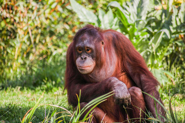 scimmia orango