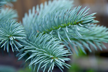 Naklejka na ściany i meble Small pine needles. Small coniferous trees blowing cool on hot summer days.