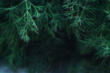 Fototapeta na wymiar Fresh green dill with blurred background