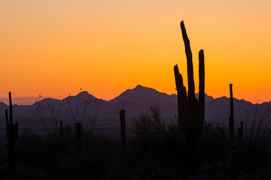 Sunset at Saguaro National Park, Arizona