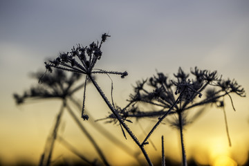 Gräser im Sonnenaufgang an einem eisig kalten Wintermorgen