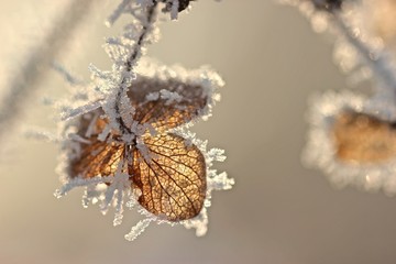 Samenstand einer Samthortensie (Hydrangea sargentiana) mit Raureif
