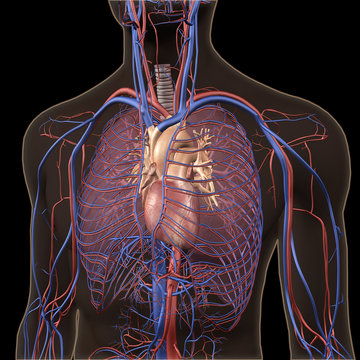 X-ray View of Chest, Heart, Lungs, Arteries, Veins on Black