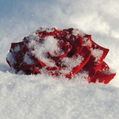 большая красная роза на снегу