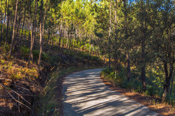 caminho entre pinheiros