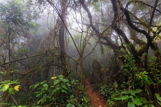Fototapeta Fog in tropical jungle