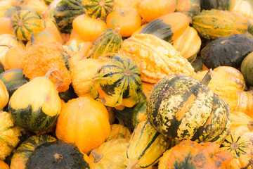 Pile of pumpkins background