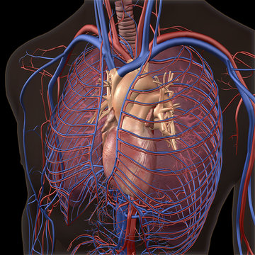 X-ray View of Chest, Heart and Lungs on Black
