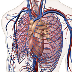 Human Anatomy of Heart, Lungs and Major Arteries and Veins