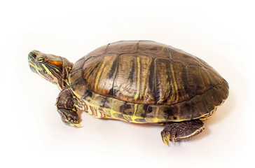 Red-eared sliders, turned in profile.