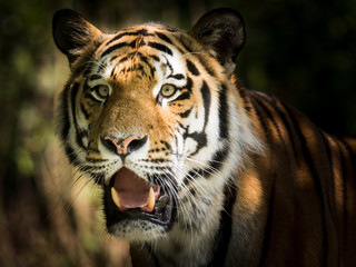 Wild siberian tiger in the jungle