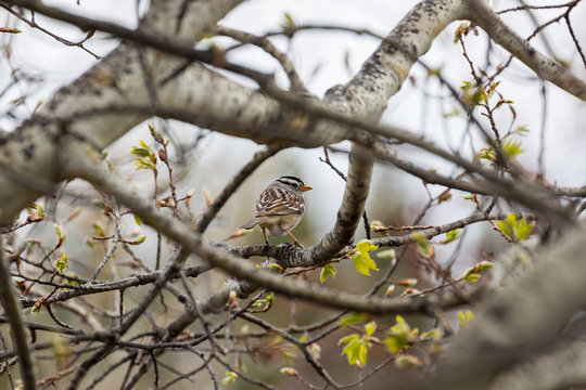 White Crowned Sparrow