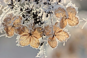 Samenstand einer Samthortensie (Hydrangea sargentiana) mit Raureif
