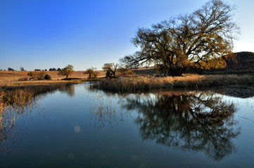 River and reeds