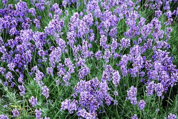 Obraz premium Lavandula officinalis in summer