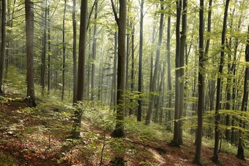 Fototapeta premium Autumn beech forest after the rain in the sunshine