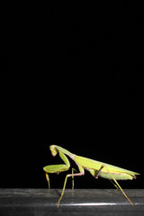 praying mantis on black background