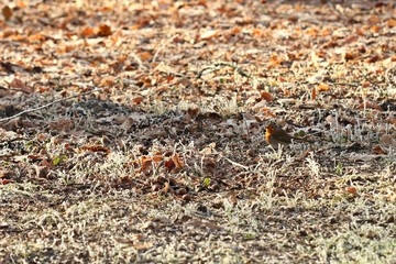 Rotkehlchen (Erithacus rubecula) bei der Nahrungssuche im Winter
