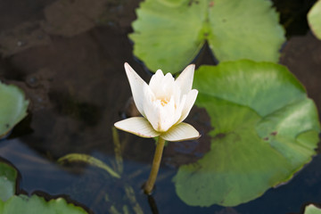 White lotus