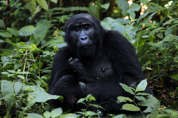 Mountain Gorilla (Gorilla beringei beringei) in Bwindi Impenetrable National Park, Uganda