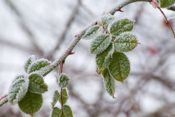 frost on the leaves