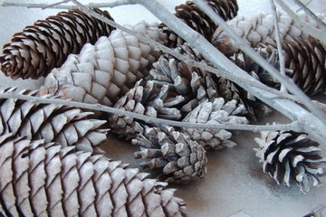 новогодний декор из белых шишек сосны  © zelinskaalla