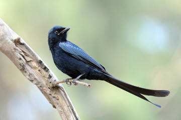 Obraz premium Perching Black Drongo. Goa, India