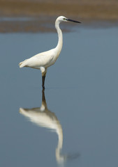 Side view of reflected Little Egret. Goa, India