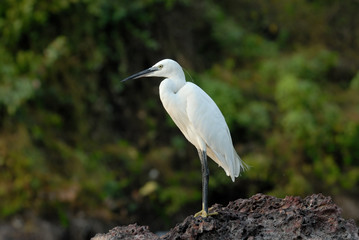 Side view of Little Egret. Goa, India