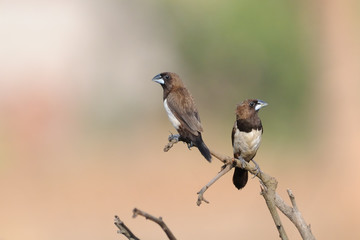 Two perching White-rumped Munia. Goa, India