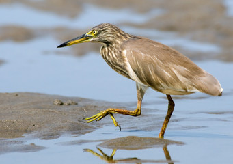 Walking Indian Pond Heron. Goa, India