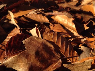 fallen dry leaves