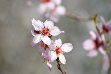 Fototapeta na wymiar Flowering almond tree