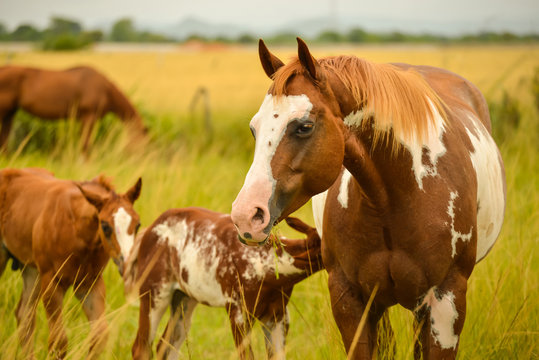 Painted Horses