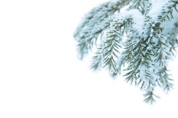 Spruce branch in hoarfrost isolated on white background