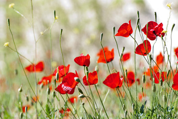 Red poppies