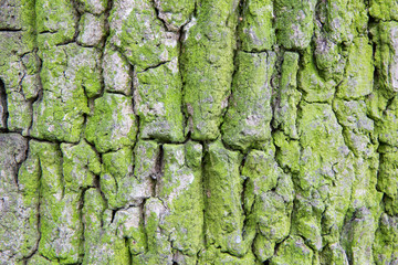 mossy tree bark