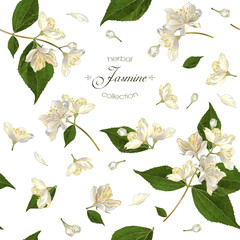 Jasmine seamless pattern