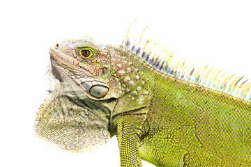 Iguana