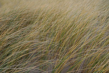 Strandhafer