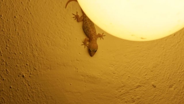 lizard eating a bug