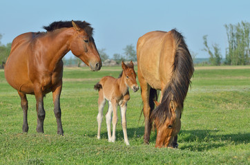 Naklejka na ściany i meble Horses family in a meadow
